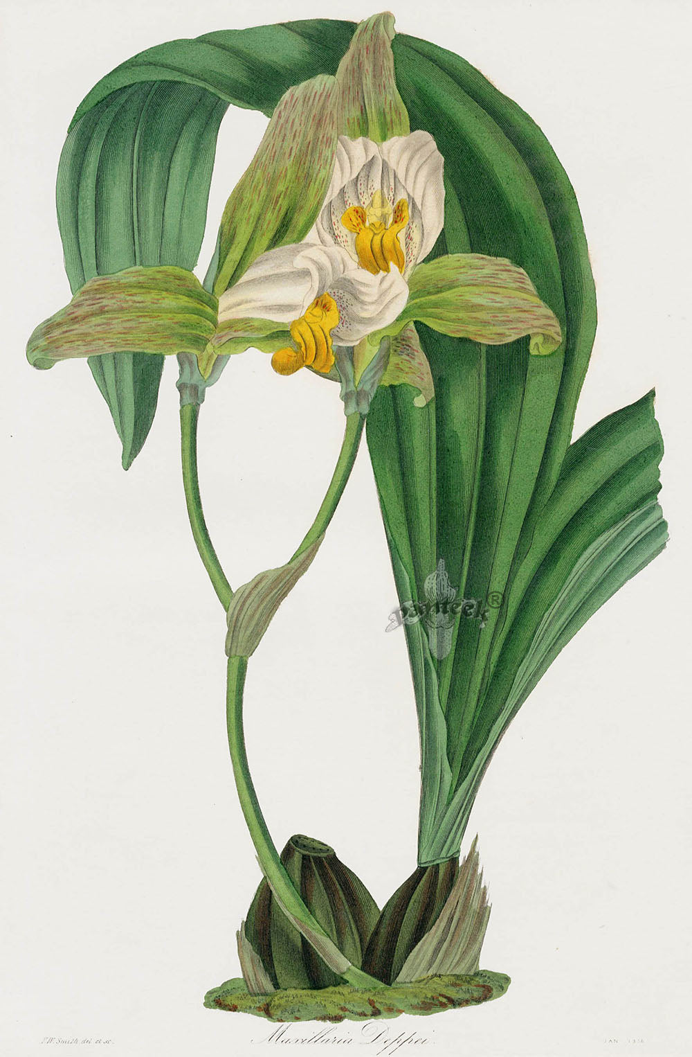 Joseph Paxton Antique Botanical Print 1834 Maxillaria Orchid