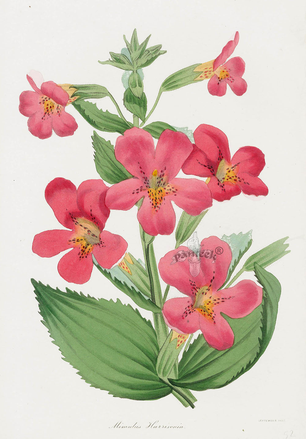 Joseph Paxton Antique Botanical Print 1834 Mimulus