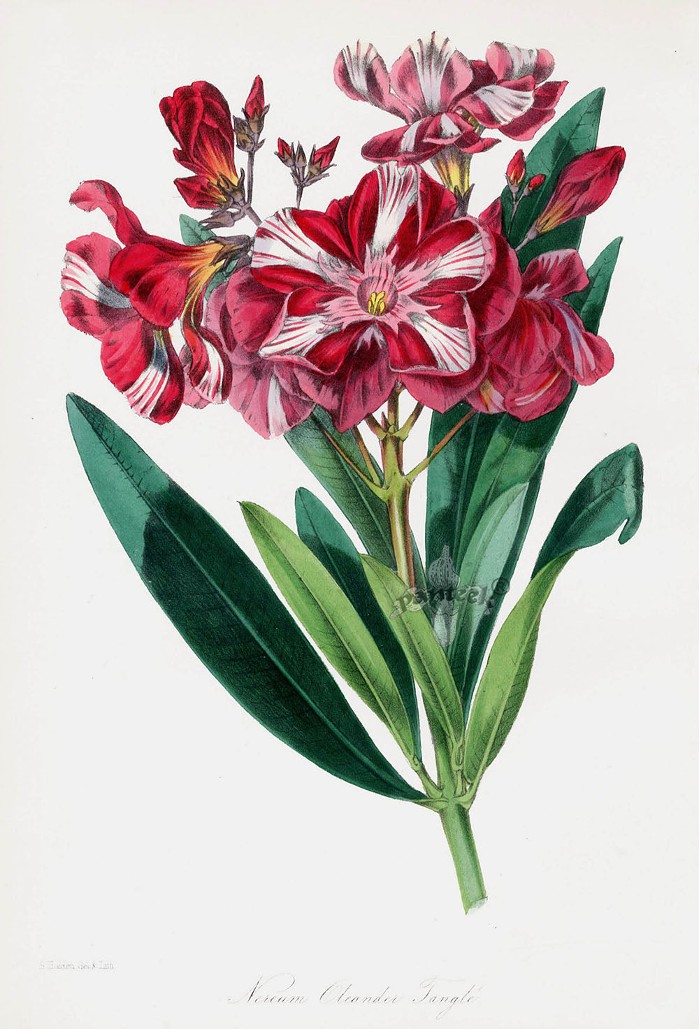 Joseph Paxton Antique Botanical Print 1834 Nereum Oleander