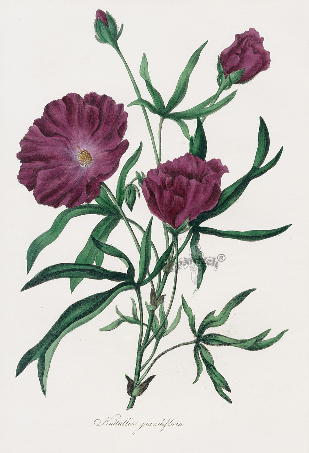 Joseph Paxton Antique Botanical Print 1834 Nuttallia