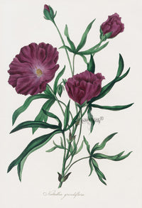 Joseph Paxton Antique Botanical Print 1834 Nuttallia - Panteek Antique Prints