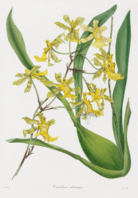 Joseph Paxton Antique Botanical Print 1834 Oncidium cit - Panteek Antique Prints
