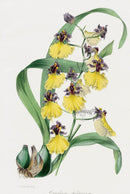 Joseph Paxton Antique Botanical Print 1834 Oncidium Orchid - Panteek Antique Prints