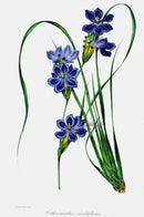 Joseph Paxton Antique Botanical Print 1834 Orthrosanthus - Panteek Antique Prints