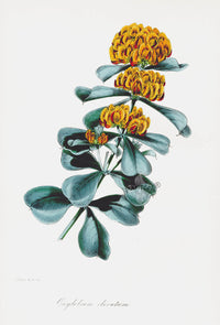 Joseph Paxton Antique Botanical Print 1834 Oxylobium - Panteek Antique Prints
