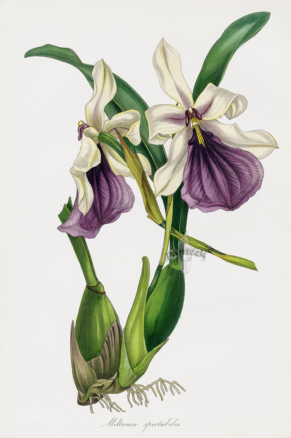 Joseph Paxton Antique Botanical Print 1834 Pansy Orchid