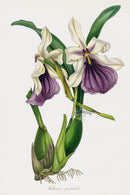 Joseph Paxton Antique Botanical Print 1834 Pansy Orchid - Panteek Antique Prints