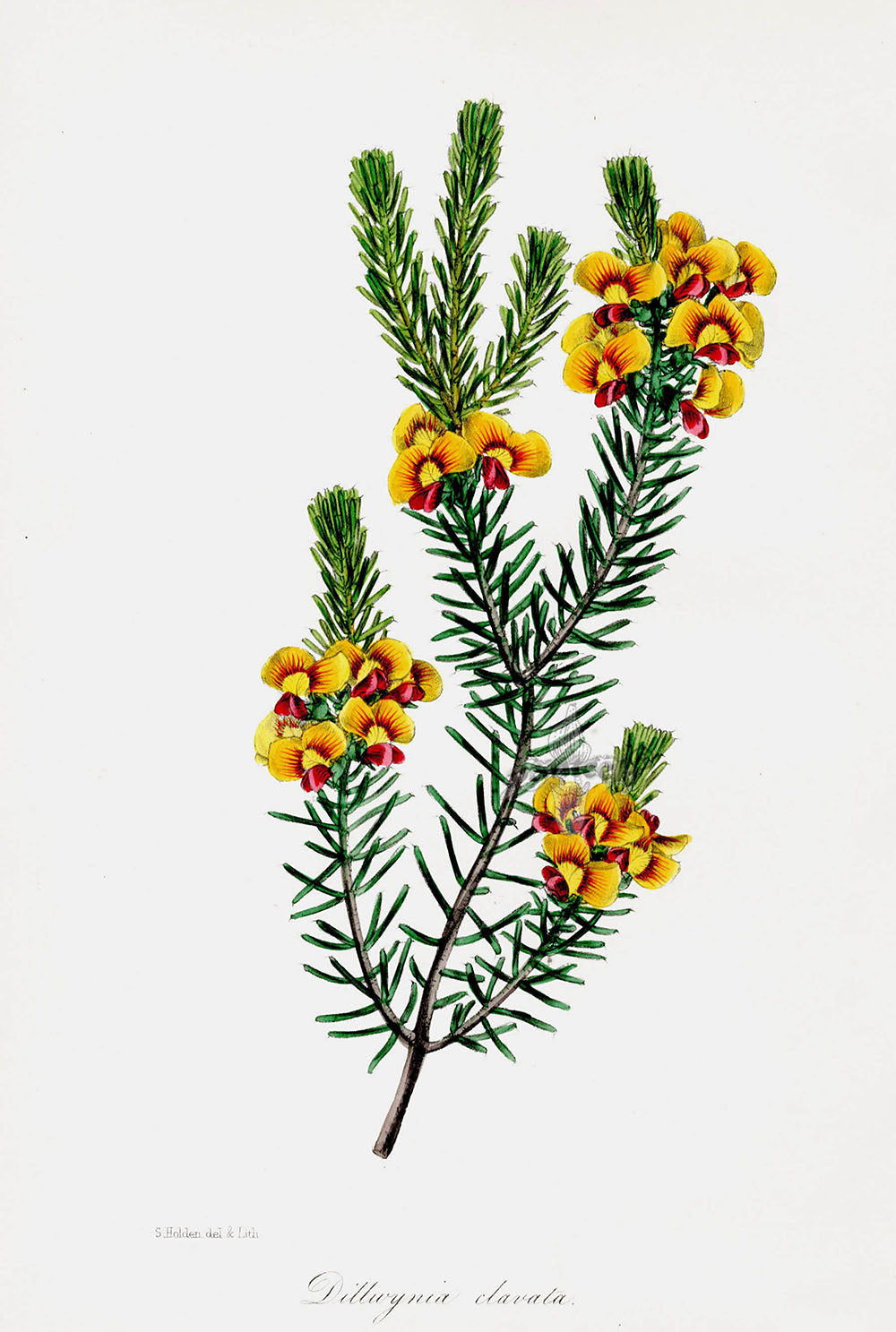 Joseph Paxton Antique Botanical Print 1834 Parrot Pea