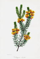 Joseph Paxton Antique Botanical Print 1834 Parrot Pea - Panteek Antique Prints