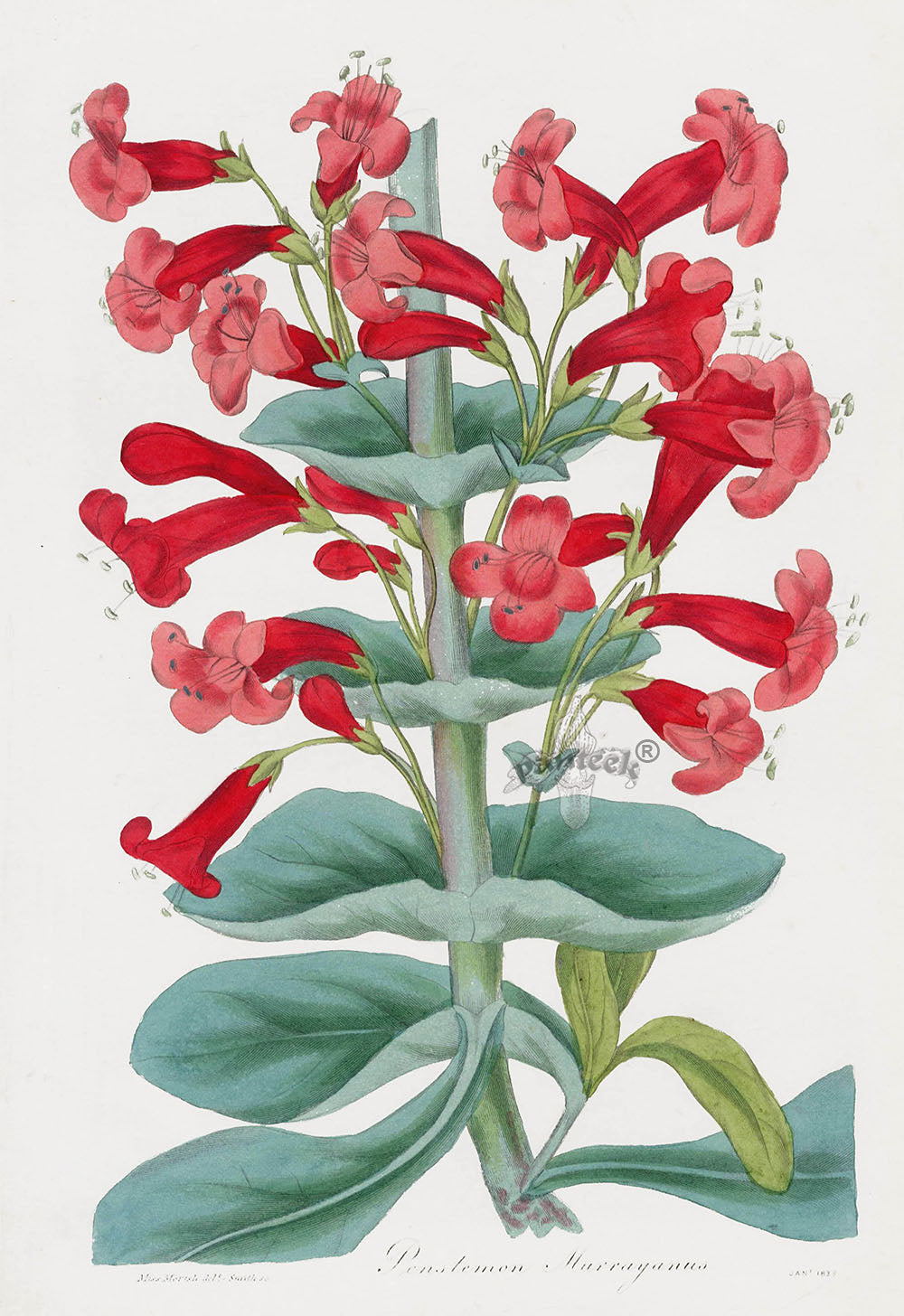 Joseph Paxton Antique Botanical Print 1834 Penstemon