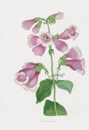 Joseph Paxton Antique Botanical Print 1834 Penstemon cob. - Panteek Antique Prints