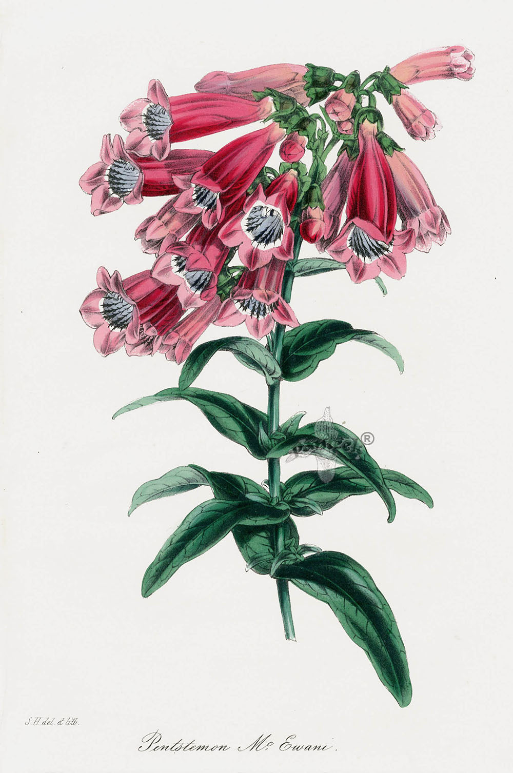 Joseph Paxton Antique Botanical Print 1834 Pentstemon