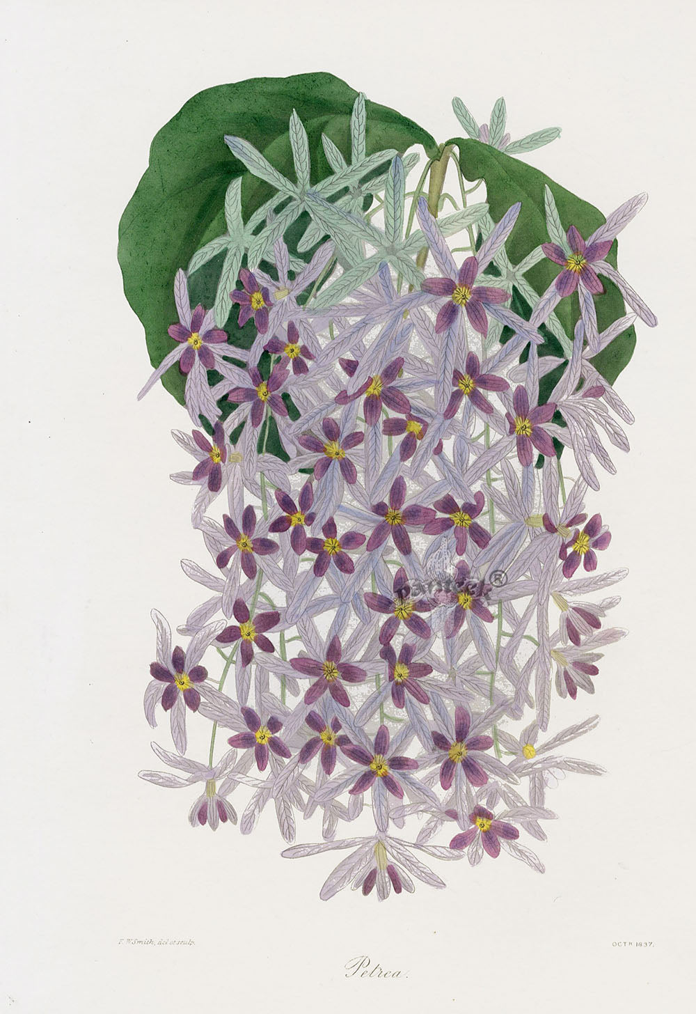 Joseph Paxton Antique Botanical Print 1834 Petrea