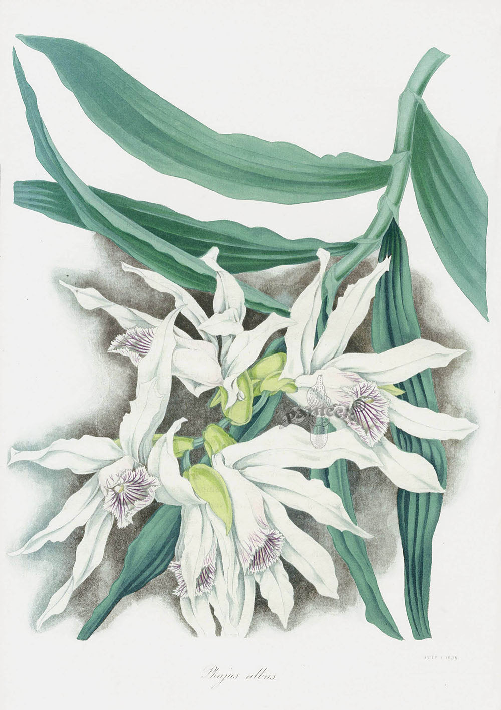 Joseph Paxton Antique Botanical Print 1834 Phajus Orchid