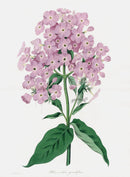 Joseph Paxton Antique Botanical Print 1834 Phlox cor. - Panteek Antique Prints
