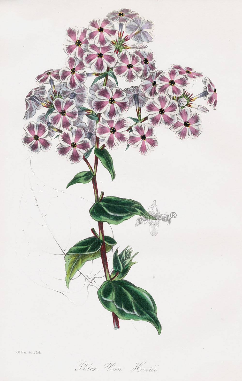 Joseph Paxton Antique Botanical Print 1834 Phlox Van Houtte