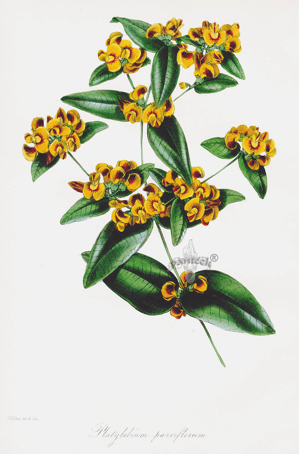 Joseph Paxton Antique Botanical Print 1834 Platylobium