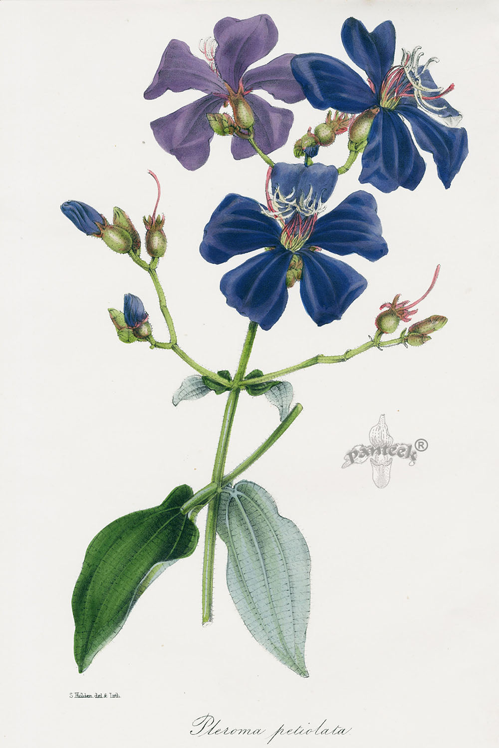 Joseph Paxton Antique Botanical Print 1834 Pleroma