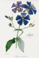 Joseph Paxton Antique Botanical Print 1834 Pleroma - Panteek Antique Prints