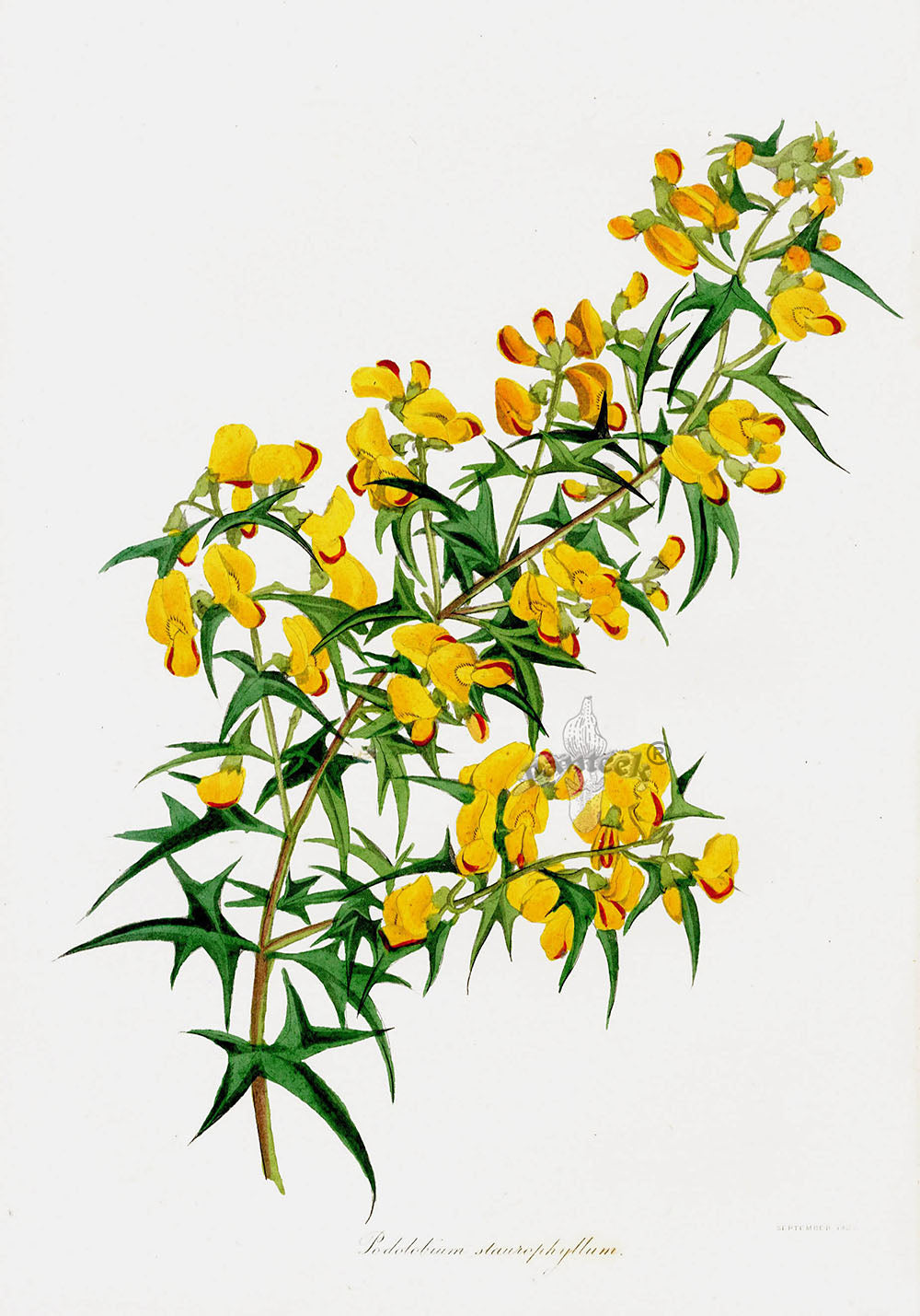 Joseph Paxton Antique Botanical Print 1834 Podolobium