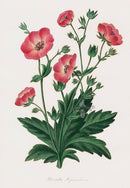 Joseph Paxton Antique Botanical Print 1834 Potentilla - Panteek Antique Prints