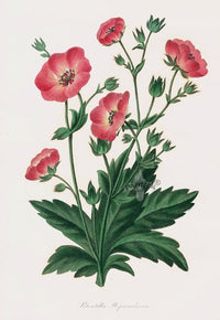 Joseph Paxton Antique Botanical Print 1834 Potentilla - Panteek Antique Prints