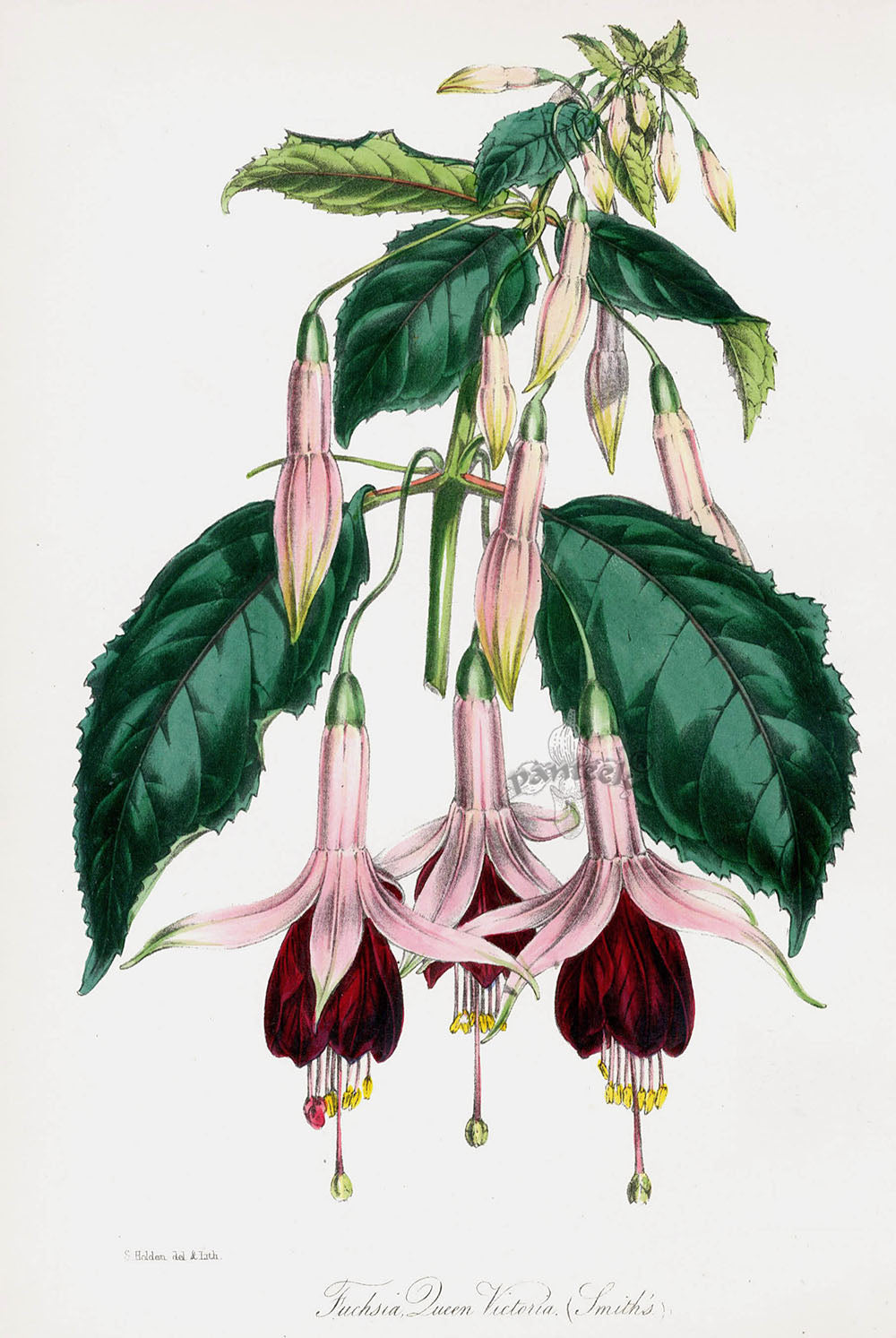 Joseph Paxton Antique Botanical Print 1834 Queen Victoria