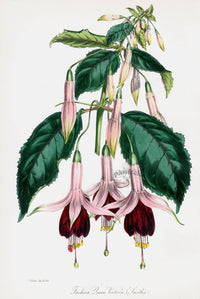 Joseph Paxton Antique Botanical Print 1834 Queen Victoria - Panteek Antique Prints