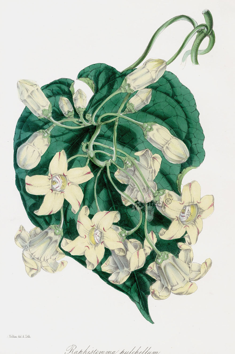 Joseph Paxton Antique Botanical Print 1834 Raphistemma