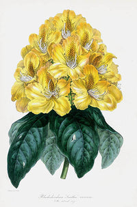 Joseph Paxton Antique Botanical Print 1834 Rhododendron - Panteek Antique Prints