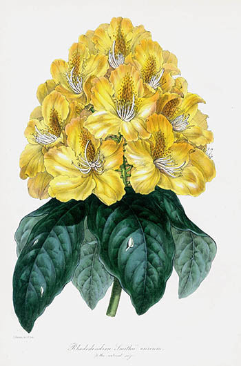 Joseph Paxton Antique Botanical Print 1834 Rhododendron