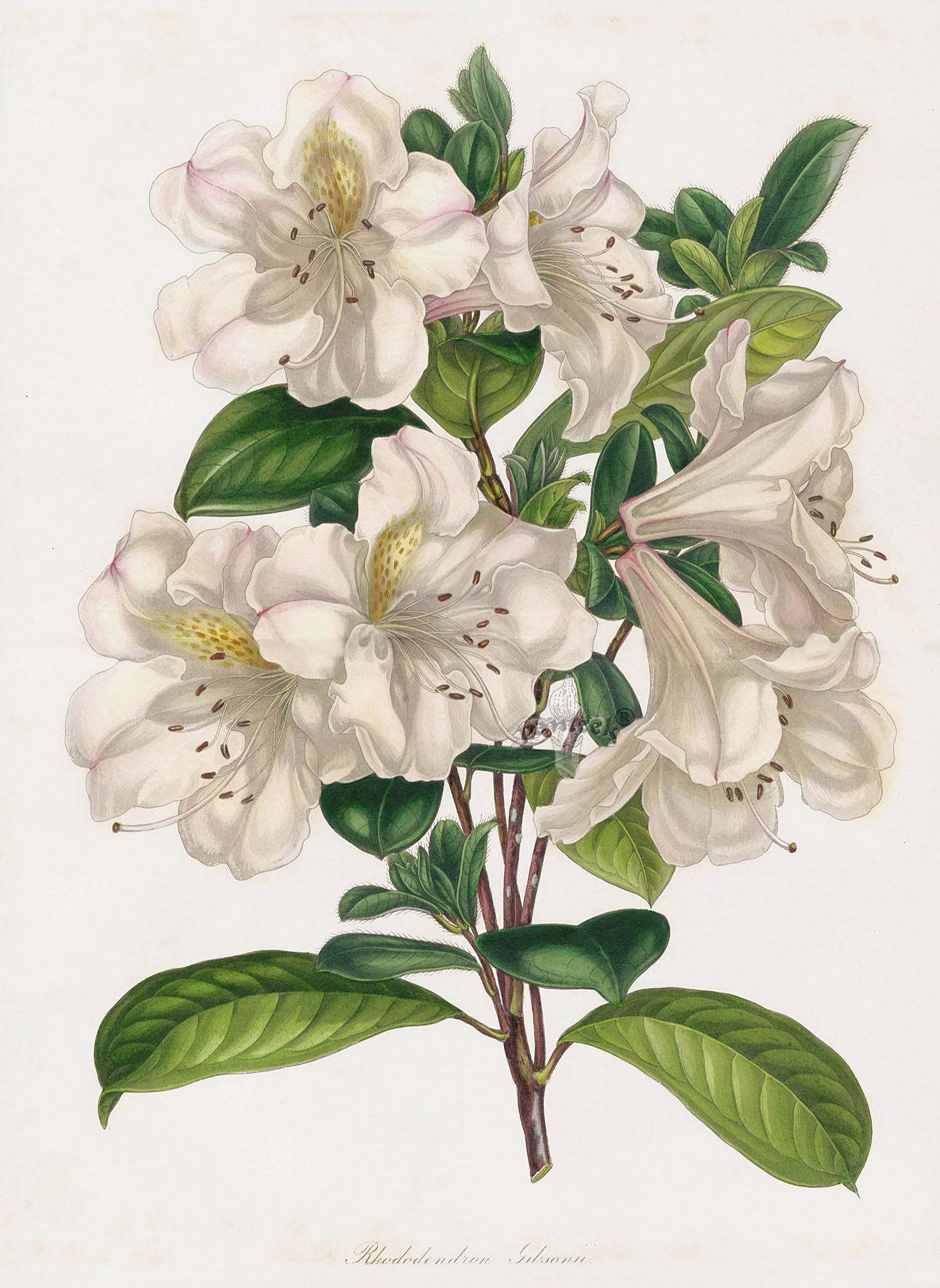 Joseph Paxton Antique Botanical Print 1834 Rhododendron Gib.