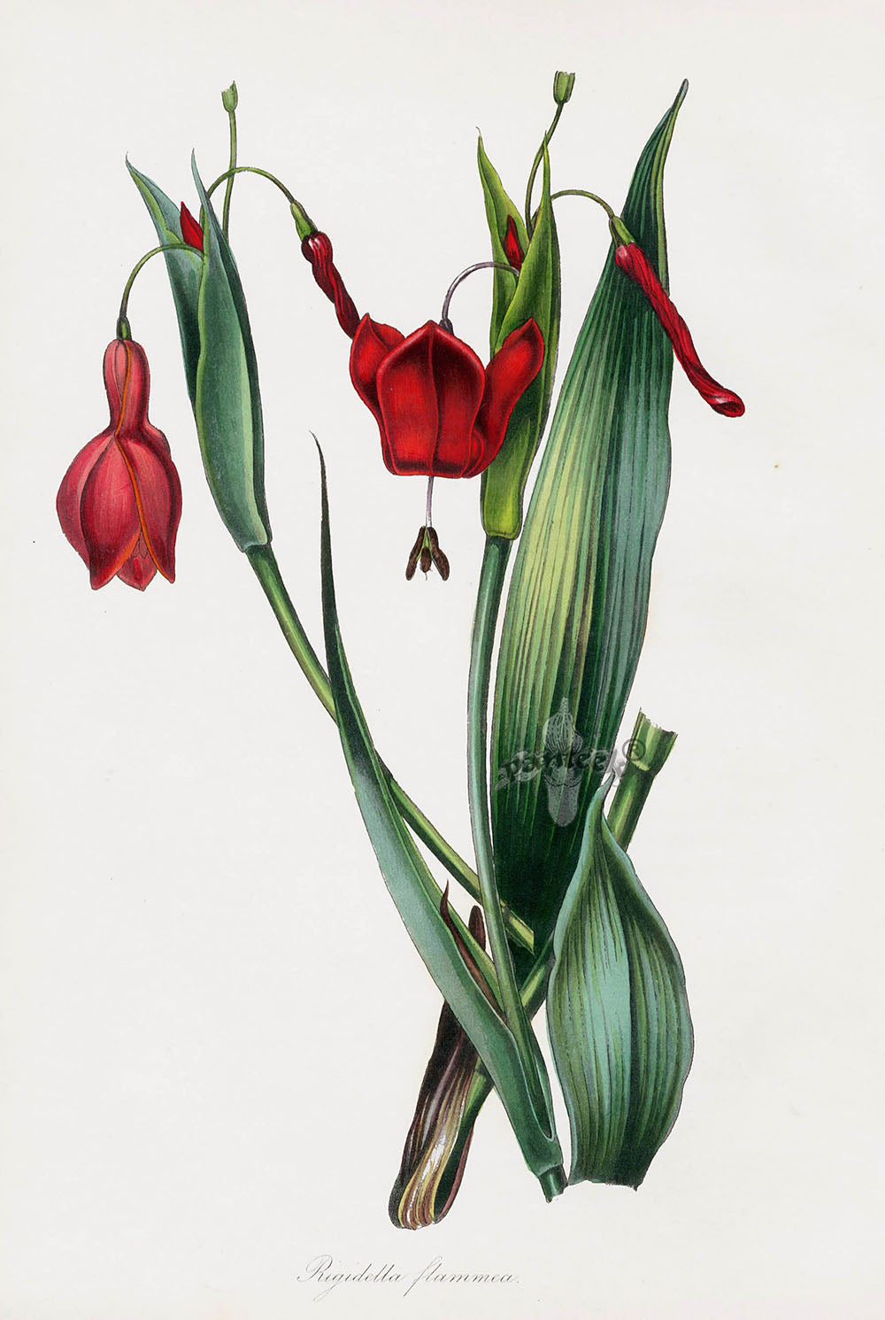 Joseph Paxton Antique Botanical Print 1834 Rigidella fla.