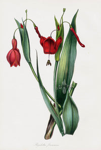 Joseph Paxton Antique Botanical Print 1834 Rigidella fla. - Panteek Antique Prints