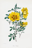 Joseph Paxton Antique Botanical Print 1834 Rosa Hardii - Panteek Antique Prints