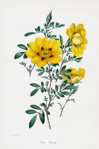 Joseph Paxton Antique Botanical Print 1834 Rosa Hardii - Panteek Antique Prints