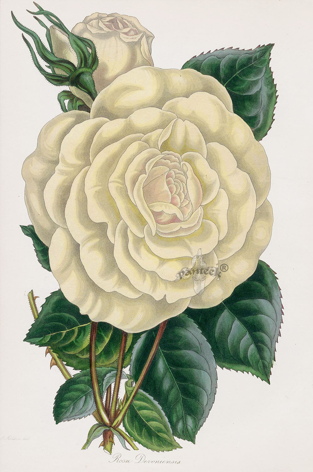 Joseph Paxton Antique Botanical Print 1834 Rose