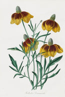 Joseph Paxton Antique Botanical Print 1834 Rudbeckia - Panteek Antique Prints