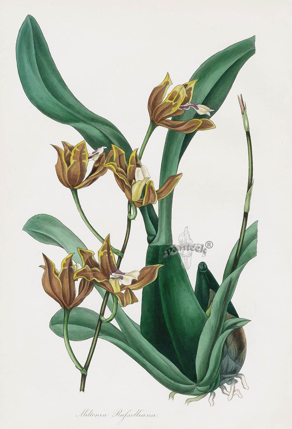 Joseph Paxton Antique Botanical Print 1834 Russell's Miltonia