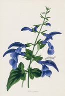 Joseph Paxton Antique Botanical Print 1834 Salvia - Panteek Antique Prints