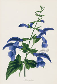 Joseph Paxton Antique Botanical Print 1834 Salvia - Panteek Antique Prints
