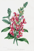 Joseph Paxton Antique Botanical Print 1834 Snapdragon - Panteek Antique Prints