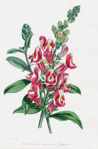 Joseph Paxton Antique Botanical Print 1834 Snapdragon - Panteek Antique Prints