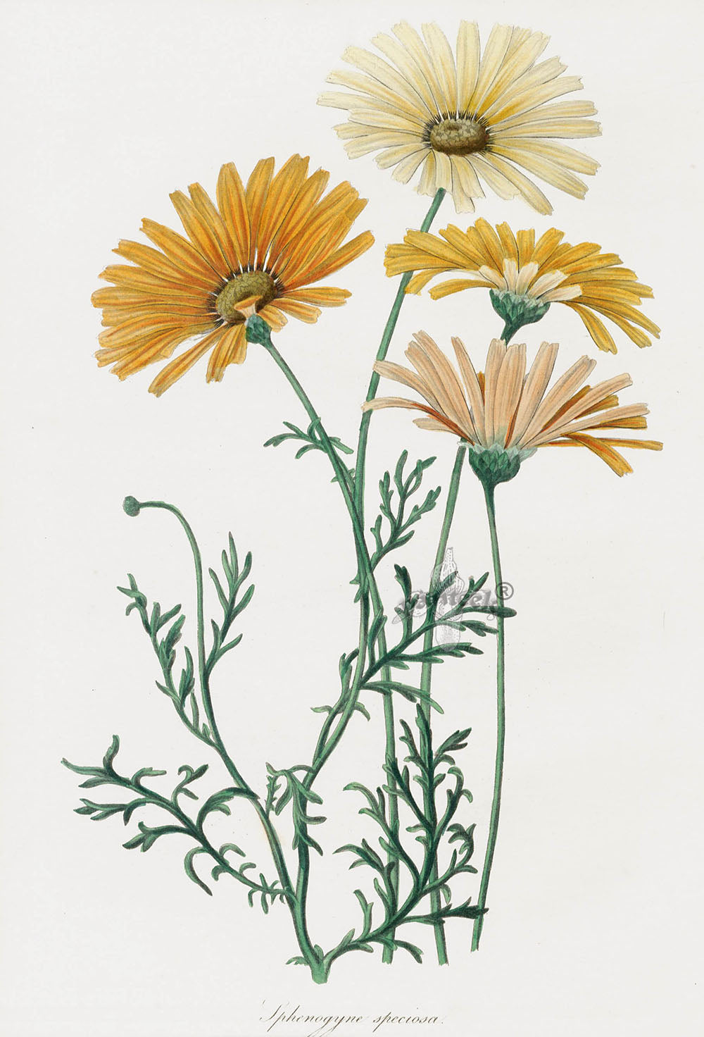 Joseph Paxton Antique Botanical Print 1834 Sphenogyne