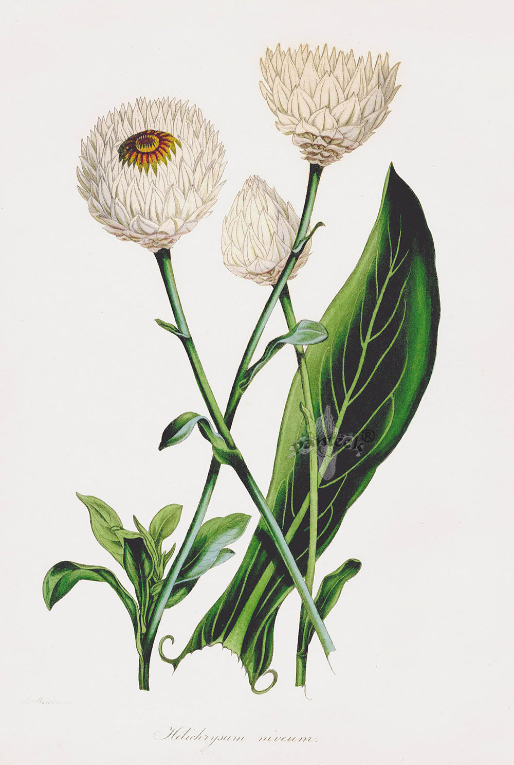 Joseph Paxton Antique Botanical Print 1834 Strawflower