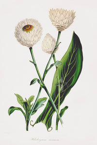 Joseph Paxton Antique Botanical Print 1834 Strawflower - Panteek Antique Prints