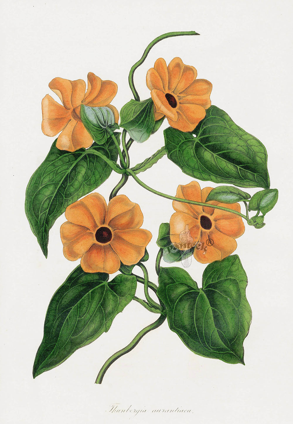 Joseph Paxton Antique Botanical Print 1834 Thunbergia