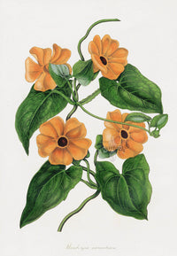 Joseph Paxton Antique Botanical Print 1834 Thunbergia - Panteek Antique Prints