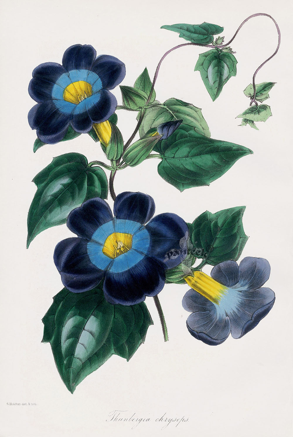 Joseph Paxton Antique Botanical Print 1834 Thunbergia chr.