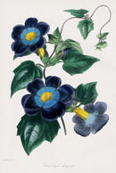 Joseph Paxton Antique Botanical Print 1834 Thunbergia chr. - Panteek Antique Prints